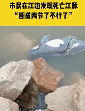武汉一市民江边发现死亡江豚 身体已断成两节