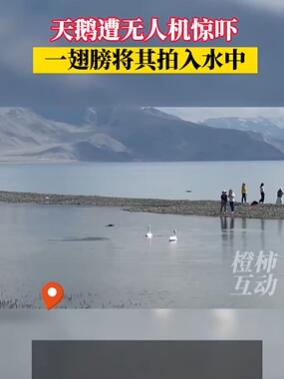 新疆一景区无人机近距离拍摄天鹅被拍进湖里
