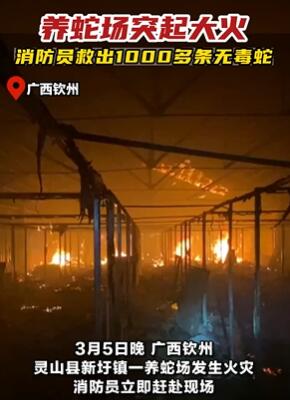 广西灵山一养蛇场发生火灾 千余条无毒蛇被消防救出