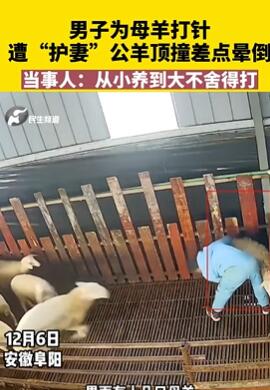 男子为母羊打针遭公羊顶撞